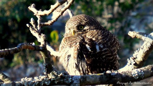 Close-up of owl perching on tree