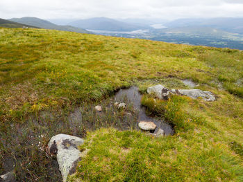 High angle view of sheep on landscape