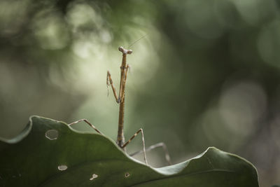 All about mantis species in borneo island