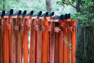 Row of bamboo by fence against trees