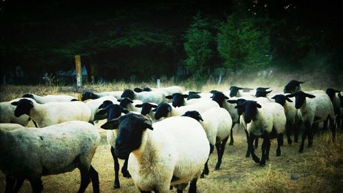 Flock of sheep on field