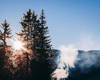 Low angle view of sunlight streaming through tree