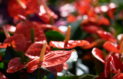Close-up of red flowering plant