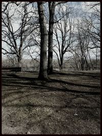 Bare trees on field