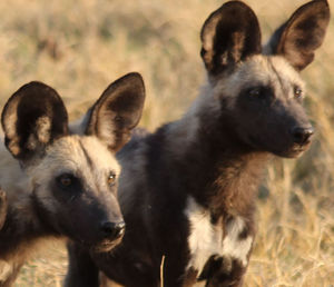 View of two dogs on field