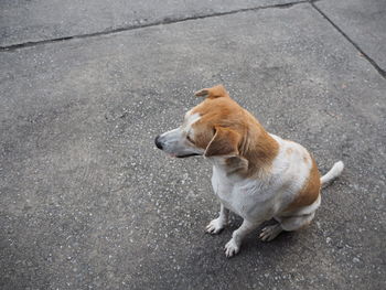 High angle view of a dog on road