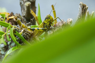 Close-up of insect on plant