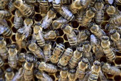 Full frame shot of honey bees on comb