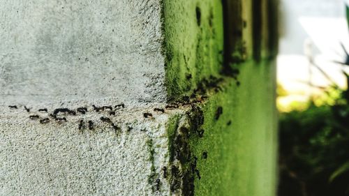 Close-up of moss on tree trunk