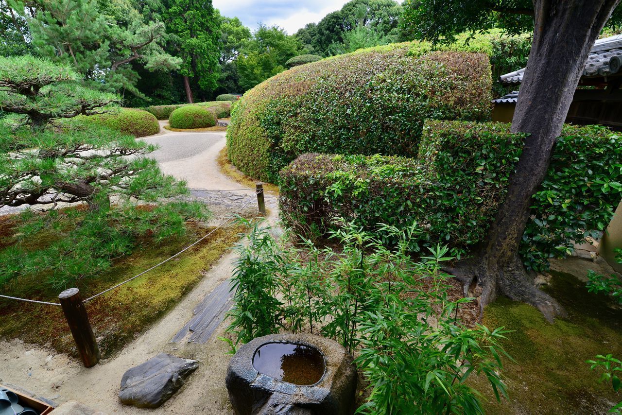 PLANTS GROWING BY GARDEN