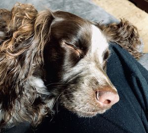 Close-up of dog sleeping