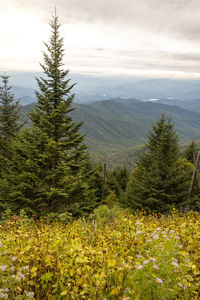 Scenic view of pine trees on field against mountains