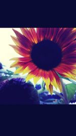 Full frame shot of colorful flowers