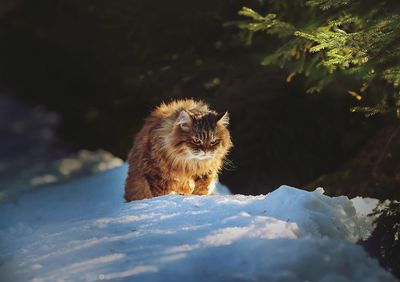 Cat in winter 