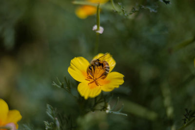 Close-up of bee on yellow flower