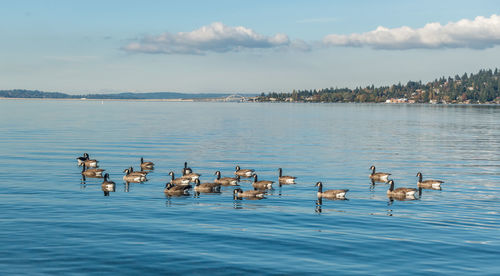 Birds swimming in lake against sky