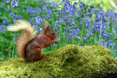 Close-up of squirrel on grass