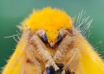 Close-up of yellow dandelion flower