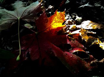 Close-up of maple leaves