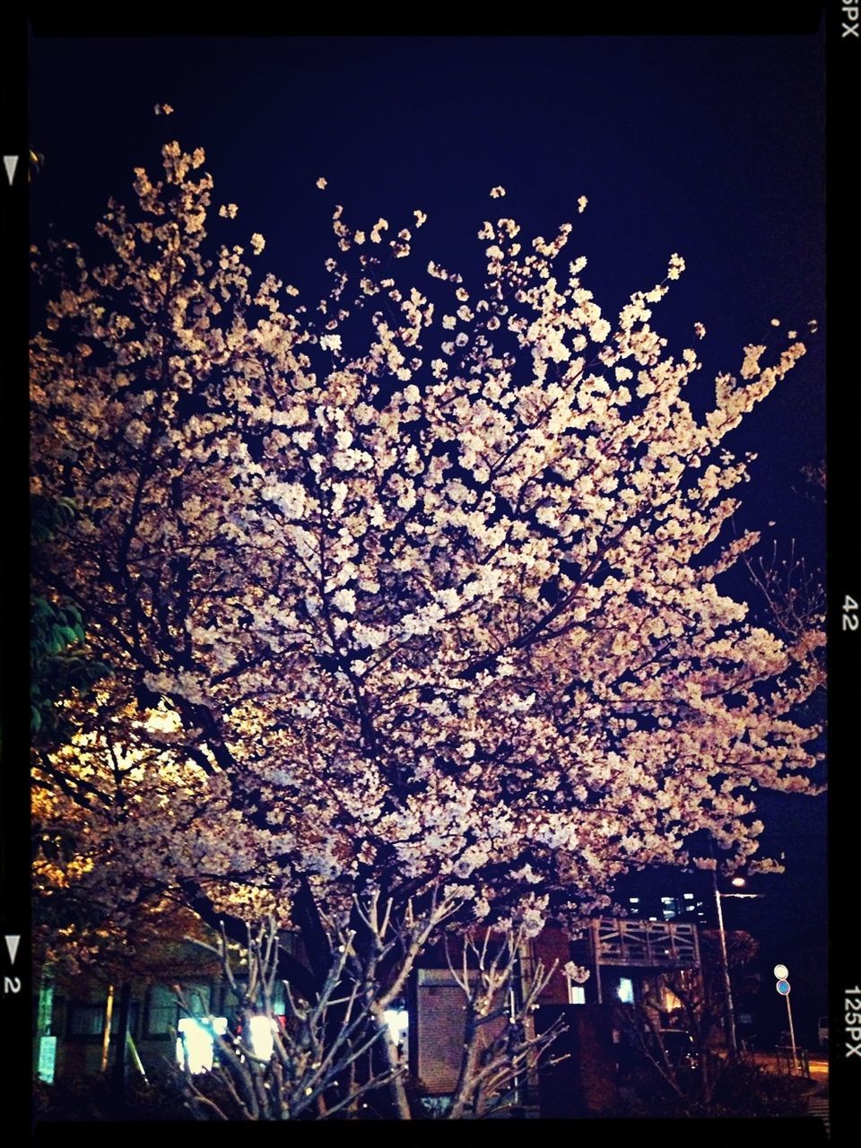 tree, transfer print, low angle view, flower, growth, auto post production filter, branch, clear sky, building exterior, built structure, night, nature, architecture, sky, beauty in nature, outdoors, freshness, no people, blossom, city