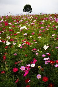 Flowers blooming in field