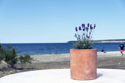 Close-up of flower on table against clear blue sky