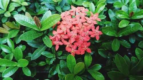 Close-up of red flowers blooming outdoors