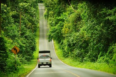 Pick-up truck on road amidst trees at khao yai national park