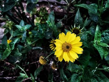 Close-up of yellow flowering plant