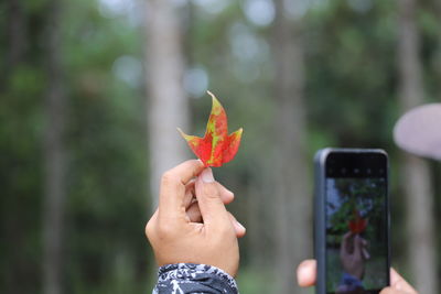 Person holding maple leaf during autumn