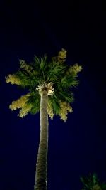 Low angle view of palm tree against sky at night