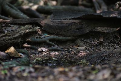 Close-up of dry leaves on log in forest