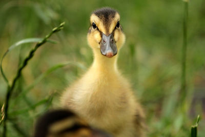 Close-up of a bird