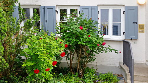 Plants growing in front of building