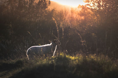 View of a dog on field