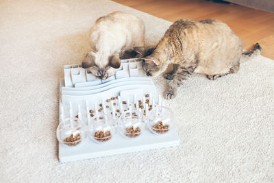 High angle view of cat trying to eat from challenging plate on floor