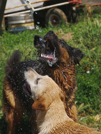 Dog playing in a field