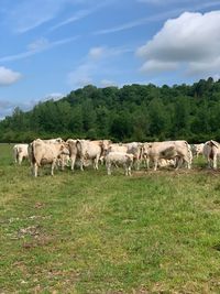 Cows on field against sky