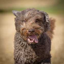 Close-up portrait of a dog running 