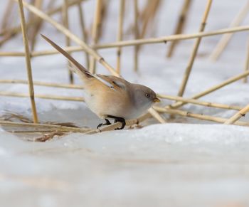 Close-up of bird perching on snow