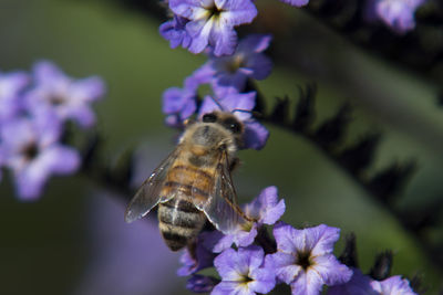 Close-up of bee on purple flower