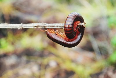 Close-up of centipedes on stick