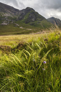 Scenic view of field against mountains