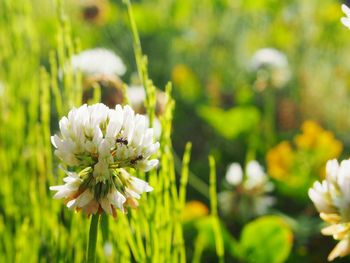 Close-up of white flowers blooming outdoors