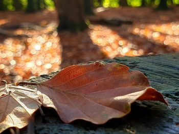 Close-up of fallen maple leaf on land