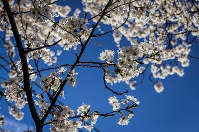 Low angle view of apple blossoms in spring