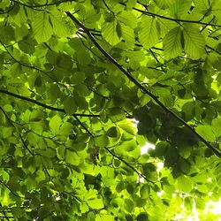 Low angle view of tree