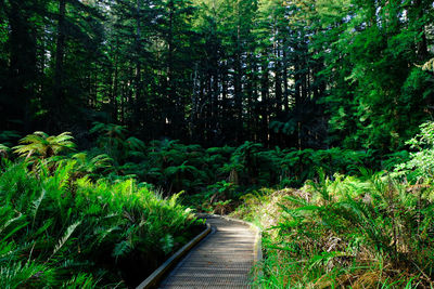 Footpath amidst trees in forest