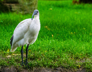 Close-up of bird on grass