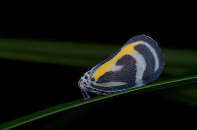 Close-up of butterfly on black background